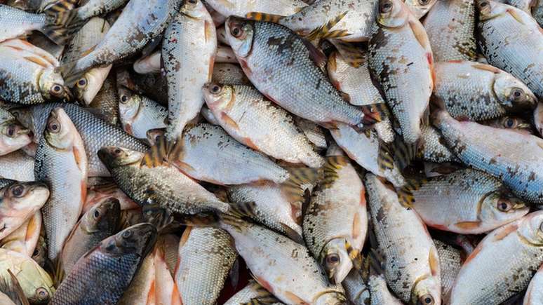 O jaraqui &eacute; um dos peixes mais consumidos na Amaz&ocirc;nia