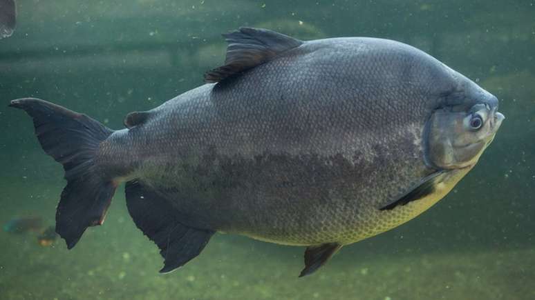 Entender a boca do tambaqui pode levar &agrave; melhor compreens&atilde;o sobre os mecanismos de cicatriza&ccedil;&atilde;o da pele, avalia cientista