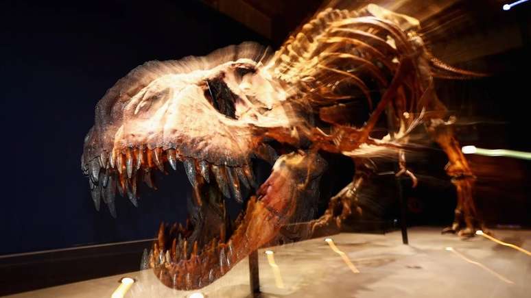 Trix, o T. Rex, está em exibição no museu de Leiden, nos Países Baixos