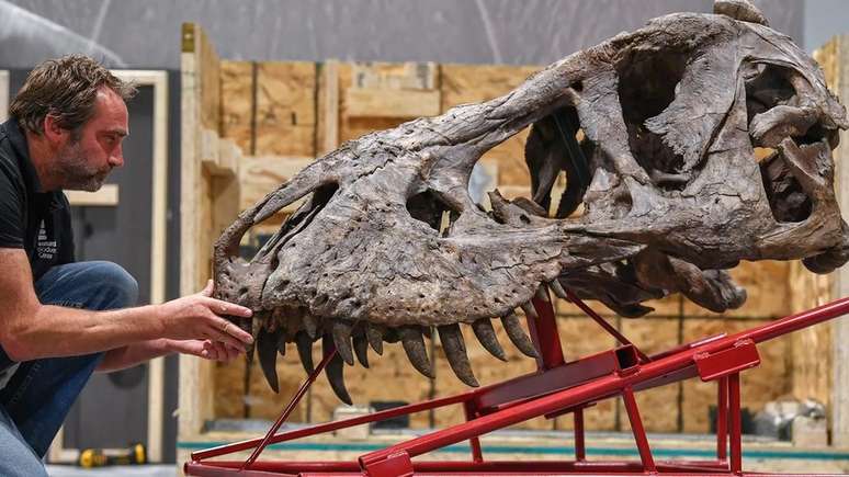 Cientistas encontram pistas sobre mistério dos braços curtos do  Tiranossauro rex, Ciência