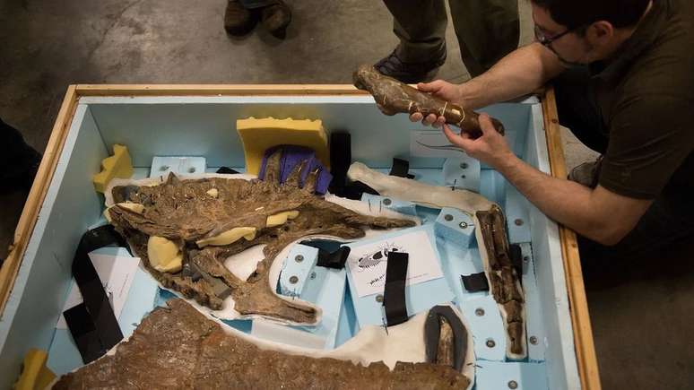 Cientistas estimam que 2,5 bilhões de T. rex já andaram na Terra. O esqueleto de Wankel é um de algumas dezenas de espécimes completos já encontrados