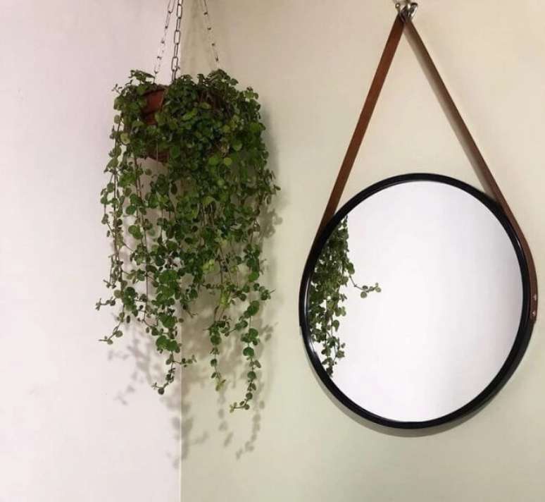 14. Plantas suspensas de sombra: Dinheiro em Penca. Fonte &ndash; Bianca Ferari