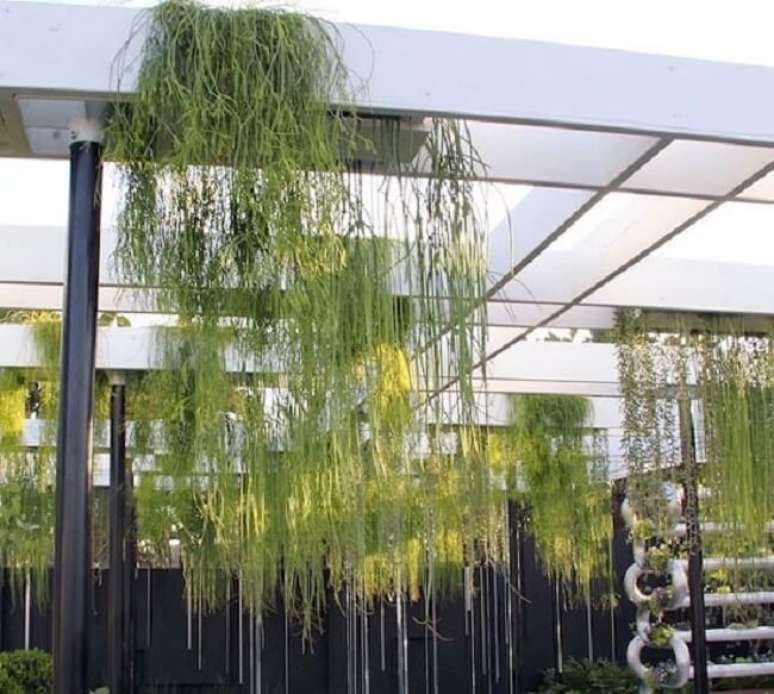 9. Decora&ccedil;&atilde;o plantas suspensas: Ripsalis. Fonte &ndash; Flores e Folhagens