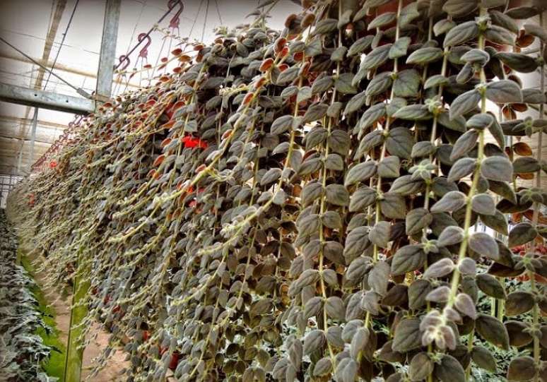 17. Plantas suspensas de sombra ou meia-sombra: Columeia Gloriosa. Fonte &ndash; Meu Cantinho Verde