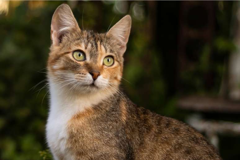 Os pelos soltos podem oferecer risco &agrave; sa&uacute;de do gato 