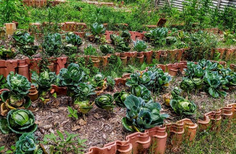 Plantação na horta da Vila Nova Esperança. Moradores conseguem alimentos do local @Cleberson Santos/Agência Mural