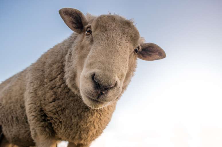 Círculos das ovelhas já duram doze dias e assustaram fazendeiros da região