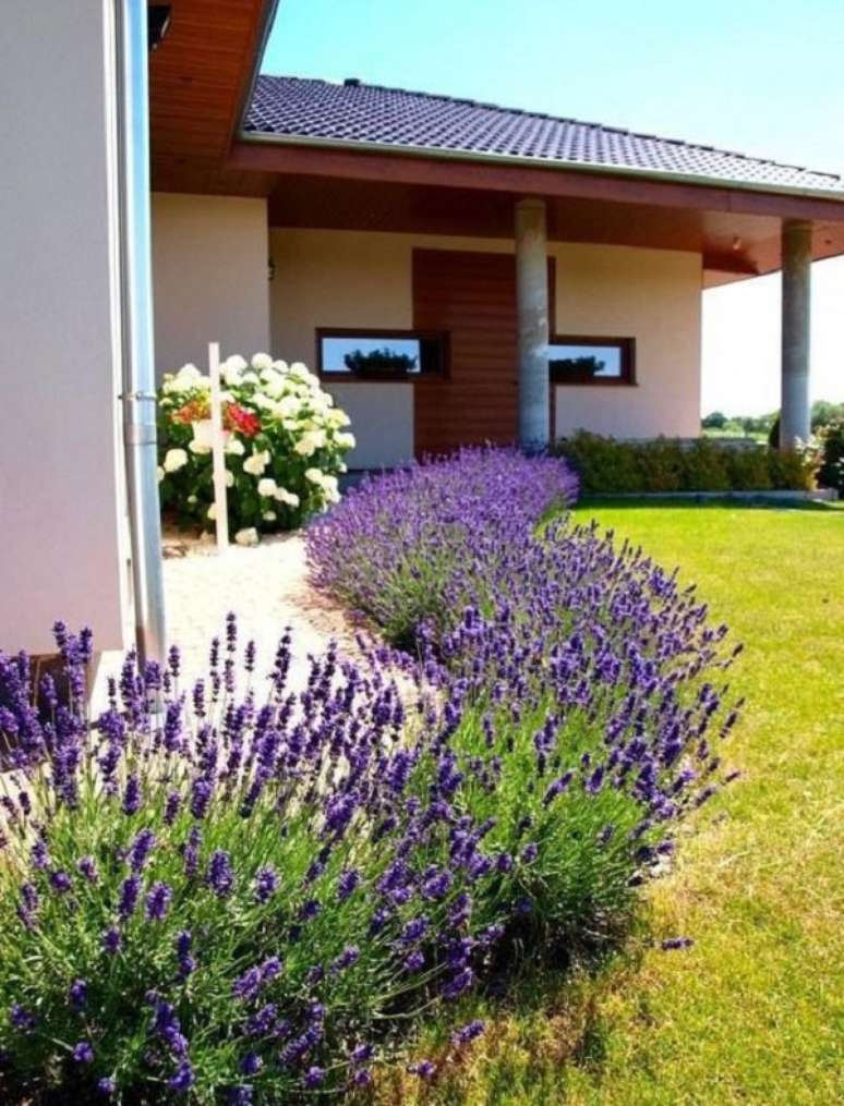 2. Aprenda como plantar lavanda no ch&atilde;o do jardim de casa &ndash; Foto Tudo Especial