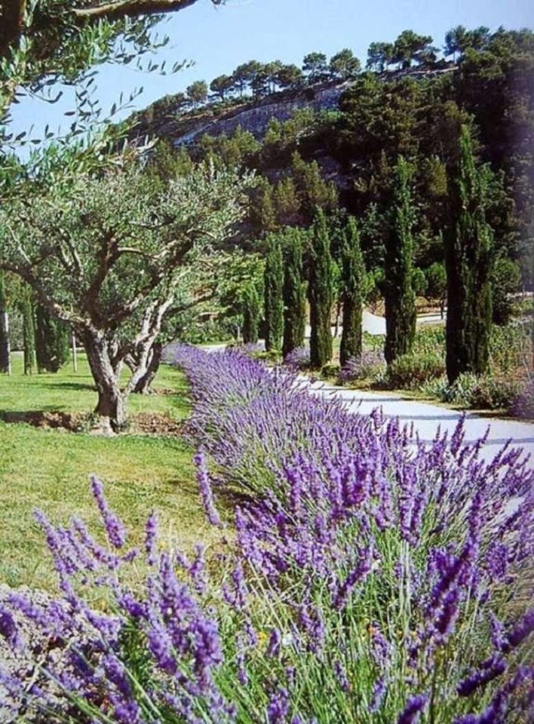 3. Jardim com lavandas &ndash; Foto Um Jardim Para Cuidar