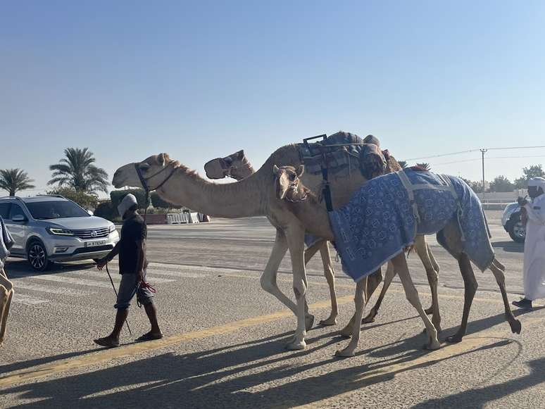As corridas de camelo movimentam milhões no país da Copa do Mundo 