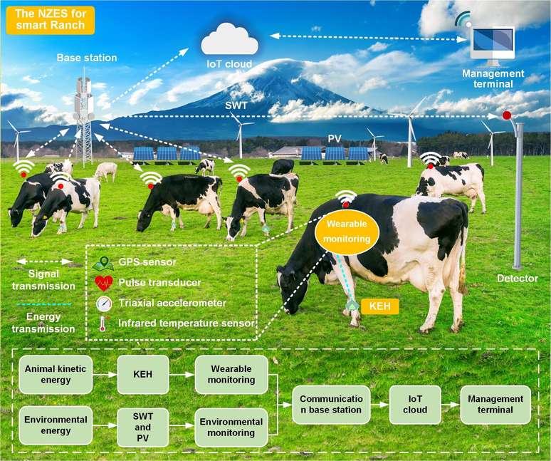 Este diagrama mostra monitores inteligentes para vacas e sistemas detectores