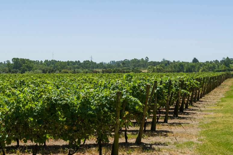 Existem diversas alternativas de vinícolas que oferecem vinhos diferenciados 
