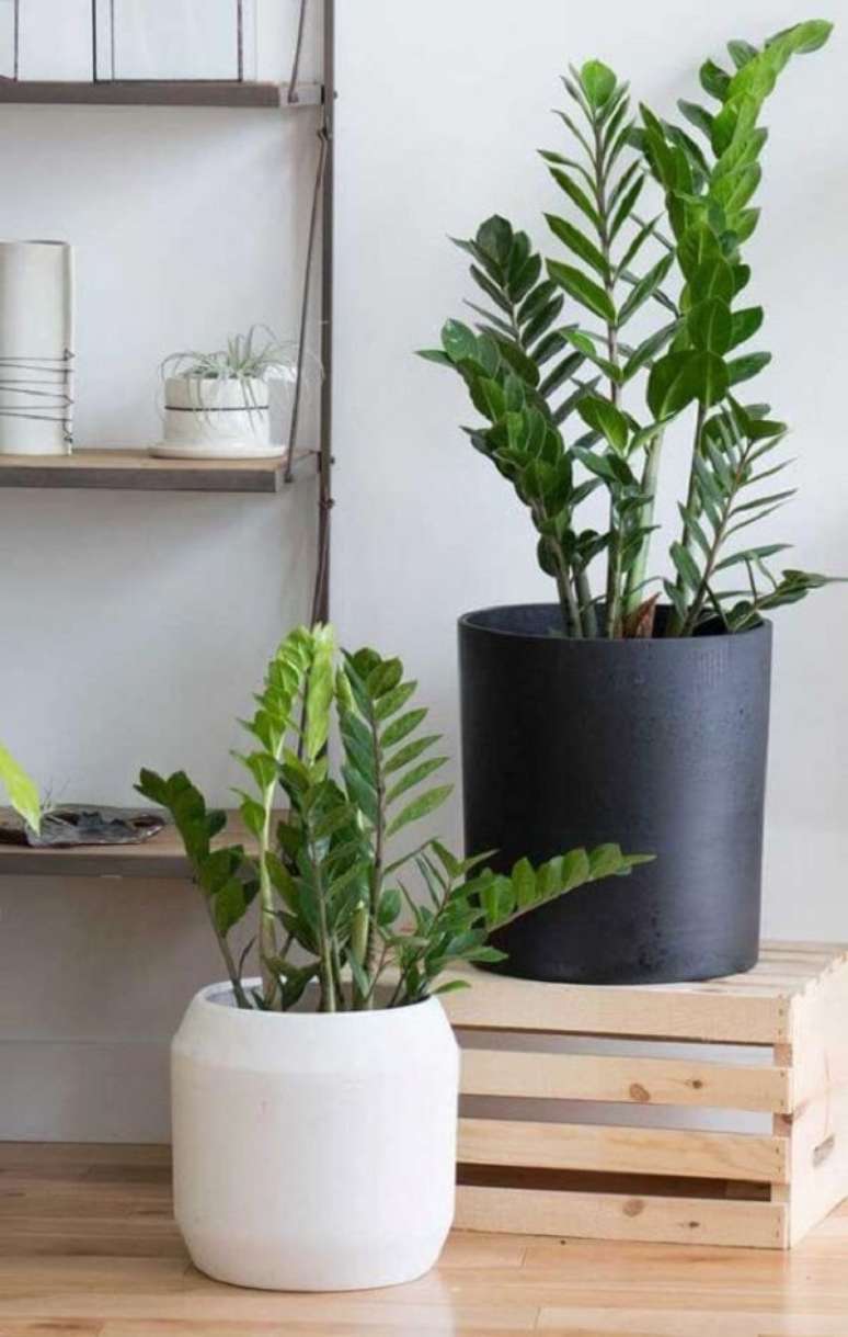40. Plantas decorativas na sala de estar moderna &ndash; Foto Decor Facil