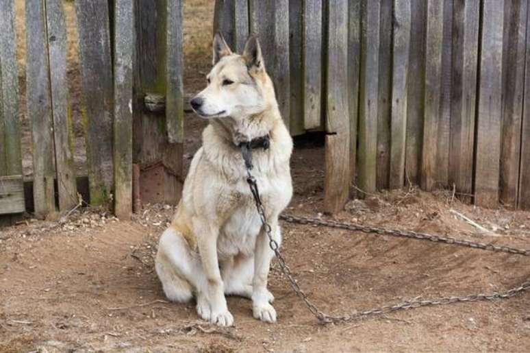 Cachorros não poderão mais ser mantidos em correntes pelos donos