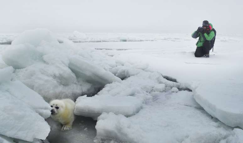 Cerca de 2.500 focas-do-mar-cáspio foram encontradas mortas no Sul da Rússia