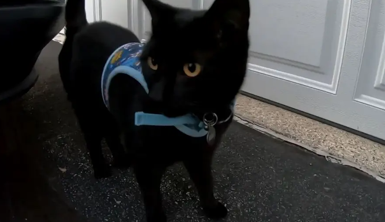 Gatinho que encontrou a cabe&ccedil;a de jacar&eacute; no quintal de casa