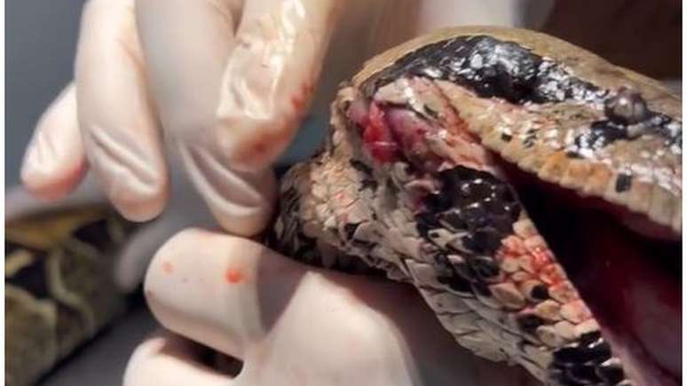 Segundo o diretor do Vida Livre, Roched Seba, a serpente chegou com diversas fraturas e ferimentos na cabe&ccedil;a e em estado grave