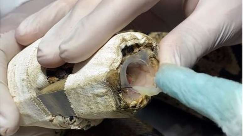 Veterin&aacute;rios faziam limpeza di&aacute;ria de cavidade bucal da serpente, que acumulava muco naturalmente devido &agrave; imobiliza&ccedil;&atilde;o