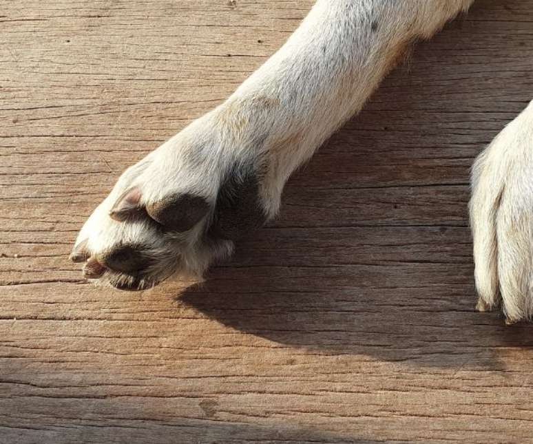 Tome cuidado para que seu cachorro n&atilde;o queime a pata no ch&atilde;o no ver&atilde;o &ndash;