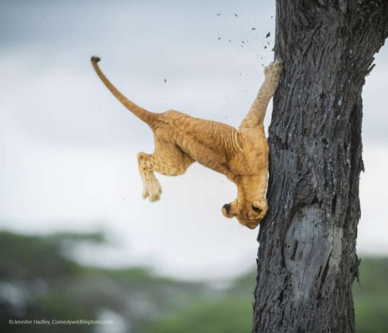 Fotografia vencedora da categoria principal do “Comedy Wildlife Photography Awards” –