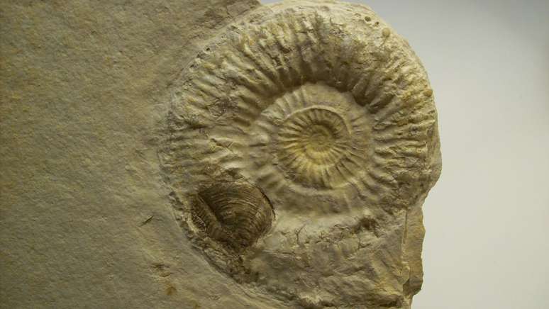 Fósseis de 100 milhões de anos são achados em banheiro de shopping