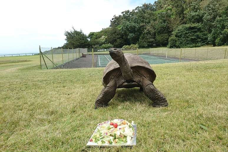 Tartaruga Jonathan &eacute; o animal mais velho do mundo