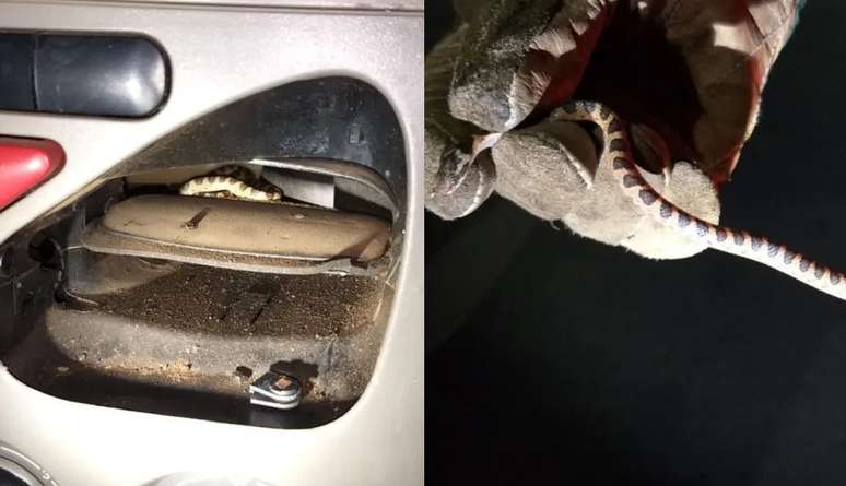Filhote de jiboia atacou passageira após entrar em aparelho de ar-condicionado de carro.