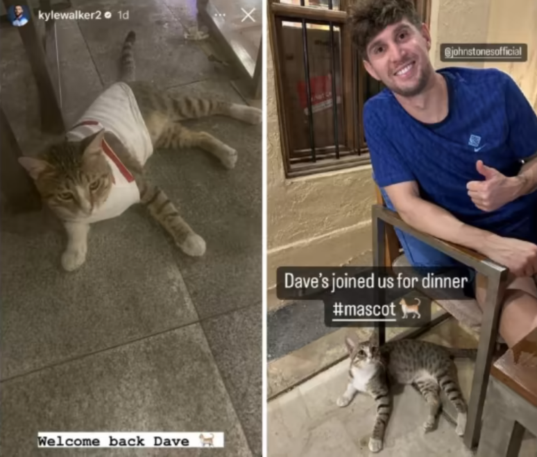 Gato conquista jogadores ingleses 