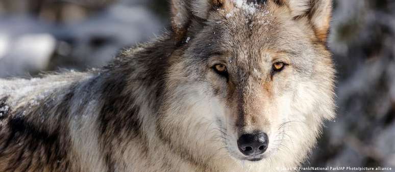 Reintrodução dos lobos no Parque Nacional de Yellowstone trouxe rápidos benefícios para a biodiversidade