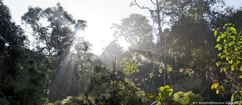 A recuperação da Mata Atlântica, bioma mais destruído do Brasil, deverá servir de exemplo para ações em todo o mundo, segundo determinação realizada na COP15 da biodiversidade em Montreal, no Canadá