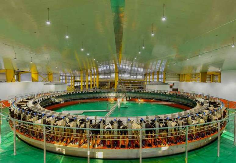 Ordenamento eletrônico de vacas na Fazenda Baladna, no Catar