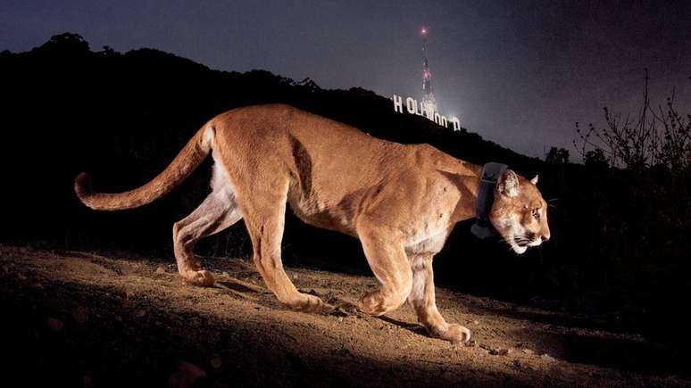 A foto de Steve Winter capturou P-22 em frente ao letreiro de Hollywood