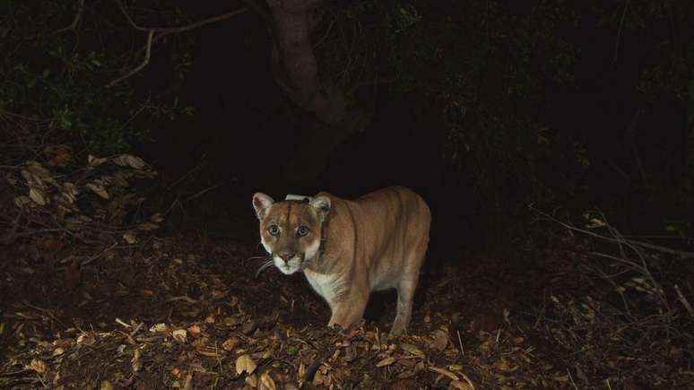 O felino era muito amado pelos moradores da cidade