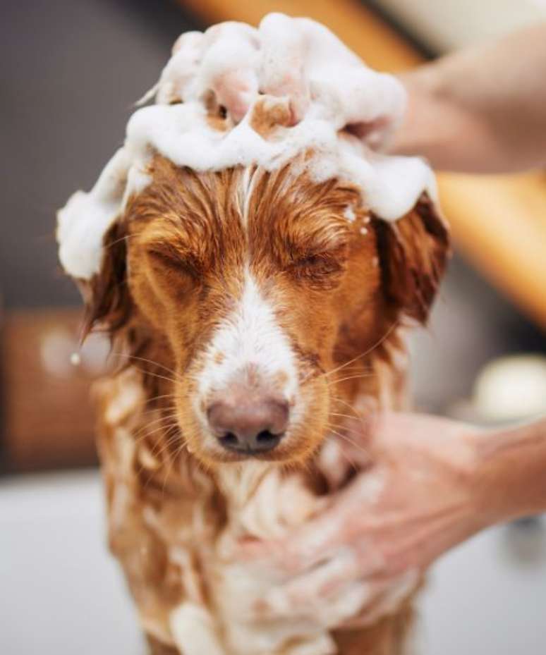 Cuidado com o banho e tosa dos pets no verão –