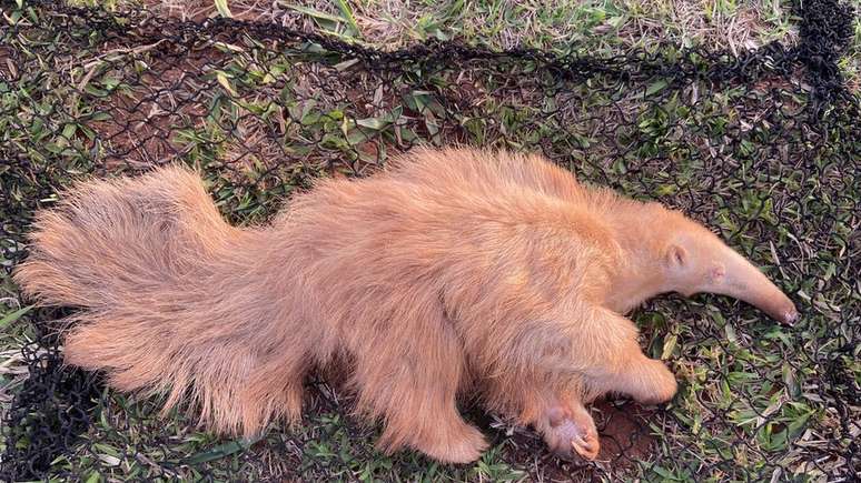 Alvin foi encontrado um ano depois de outro albino, mas o primeiro estava morto