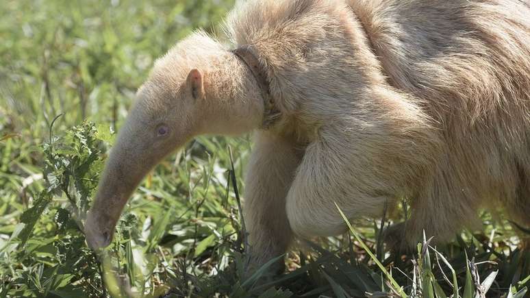 Alvin tinha cerca de oito meses quando foi encontrado