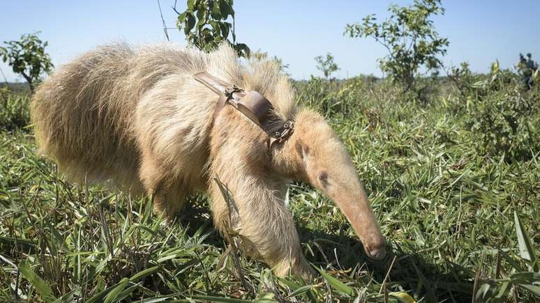 Alvin foi descoberto em uma fazenda do Mato Grosso do Sul