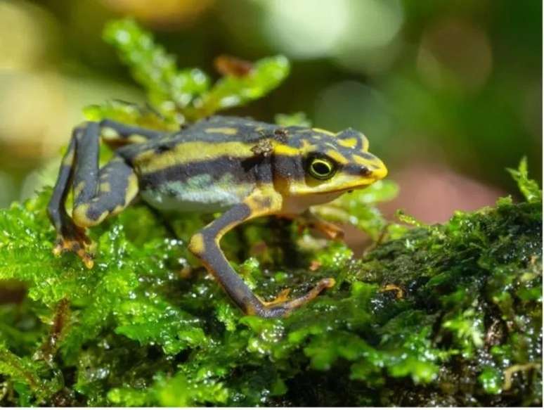 Muitas espécies ainda são consideradas extintas, mas outras foram redescobertas na natureza