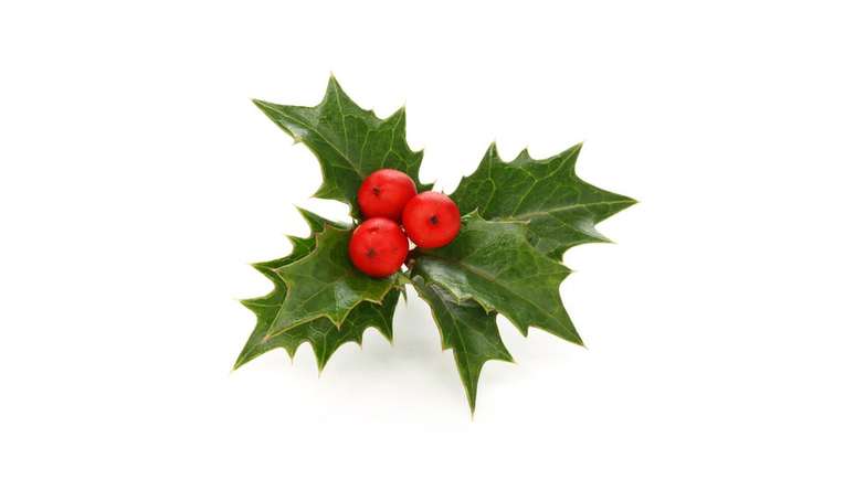 Diz a lenda que galhos de azevinho foram tran&ccedil;ados em uma coroa e colocados na cabe&ccedil;a de cristo por soldados romanos