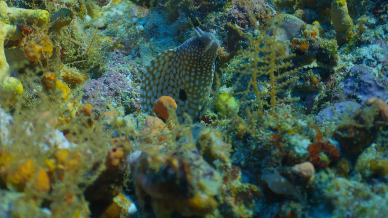 Recife é formado principalmente por algas vermelhas duras, proporcionando habitat atraente para vida marinha