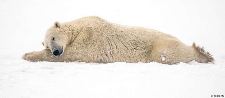 Churchill é considerada a "capital mundial do urso polar"