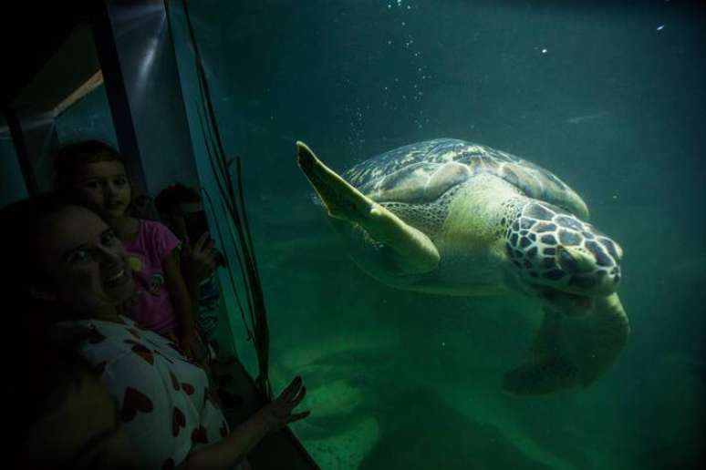 Na caminhada subaqu&aacute;tica, tamb&eacute;m &eacute; poss&iacute;vel acompanhar o nado de tartarugas.