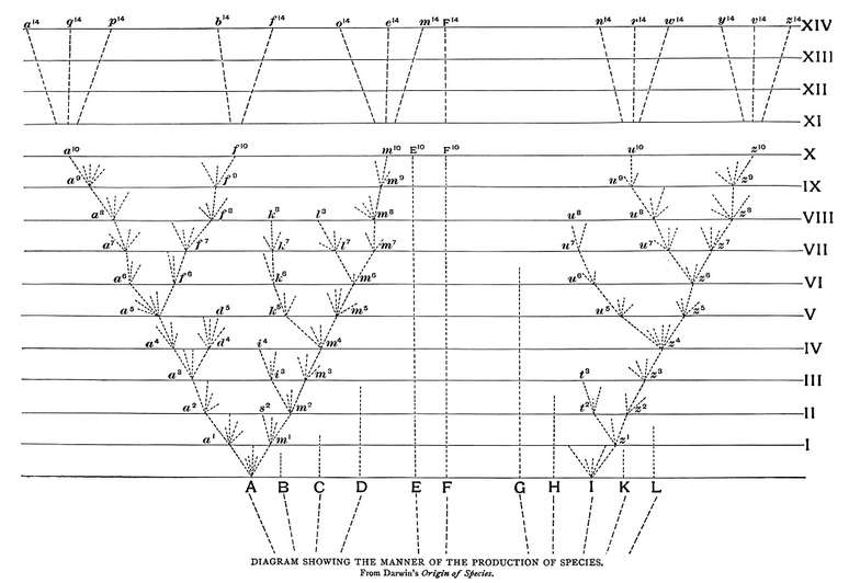 Na teoria da evolu&ccedil;&atilde;o pela sele&ccedil;&atilde;o natural de Darwin, que revolucionou a ci&ecirc;ncia, todos os homens surgem a partir de um ancestral &uacute;nico