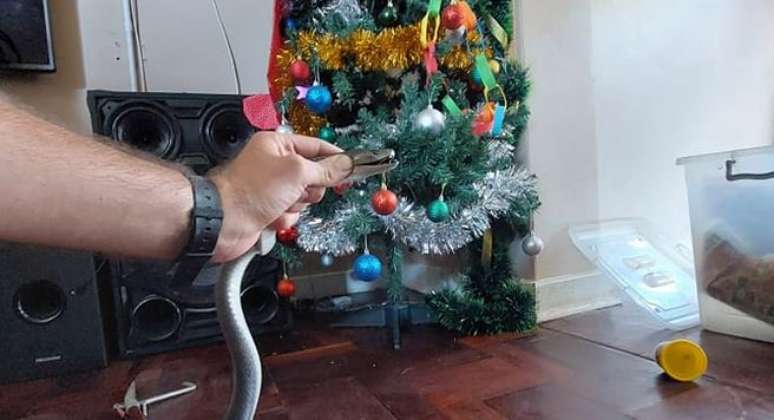 Cobra Mamba-negra  se esconde em árvore de Natal