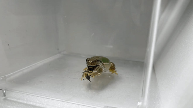 Demonstração de uma vespa macho escapando de uma perereca-japonesa em laboratório (Imagem: Sugiura & Tsujii/Current Biology)