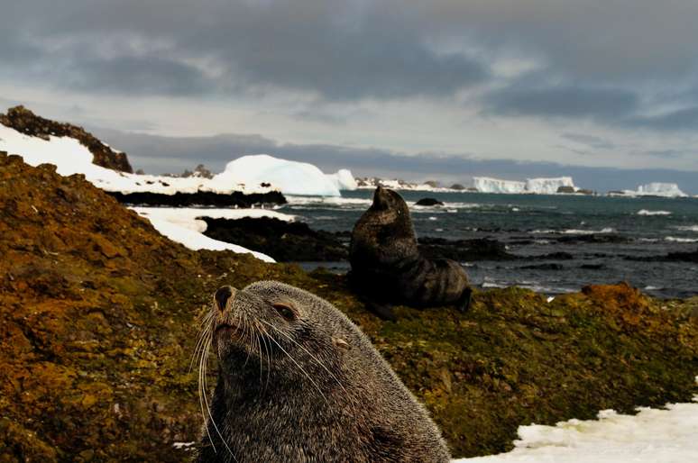 Animais sofrem com as alterações climáticas provocadas pelo homem