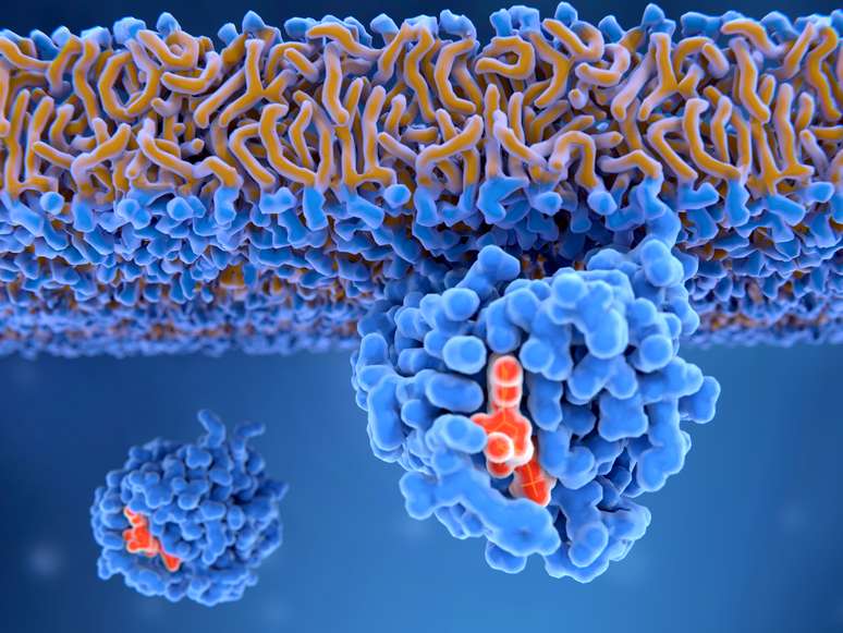 Proteína Ras ativada ligada à membrana celular. Ras oncogenes levam a diferenciação celular descontrolada