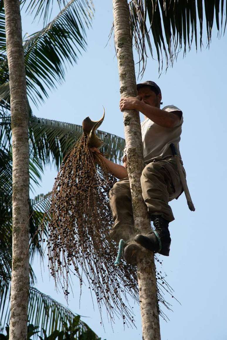 Homem sobe em árvore de palmeira Juçara para coletar o fruto no Parque das Neblinas, em Bertioga (SP)