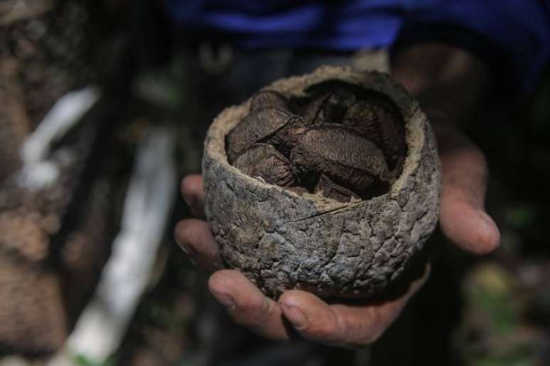 Castanhas extraídas na comunidade Cachoeira da Pancada, território quilombola Erepecuru, no norte do Pará