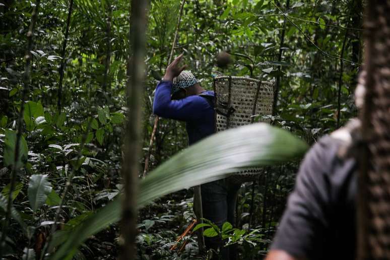 Produtores extraem frutos da mata na comunidade Cachoeira da Pancada, território quilombola Erepecuru, no norte do Pará